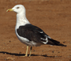 1cy fuscus in August, ringed in Finland. (81365 bytes)